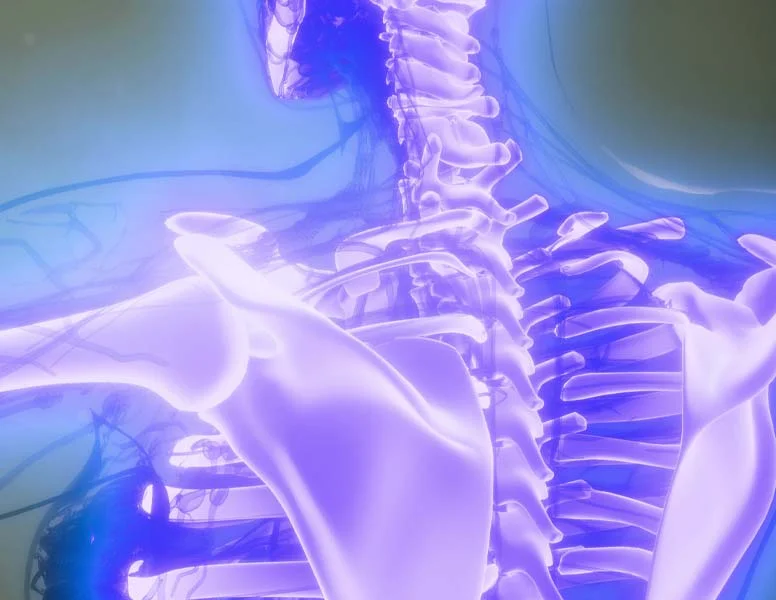 Photo depicting the spine and scapula of a skeleton in bright purple
