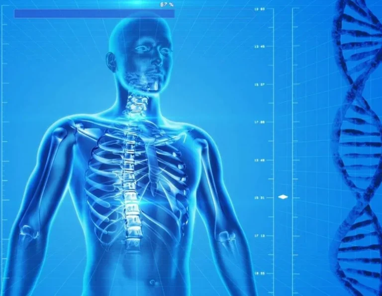 X-rayed rendering of the human body, with vision of the spine and ribcage