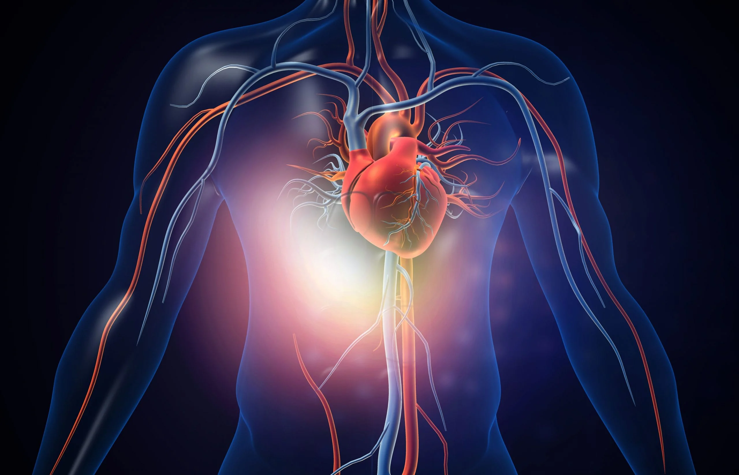 An X-rayed rendering of the human body and the heart, along with how blood is pumped throughout the body with arteries and veins.